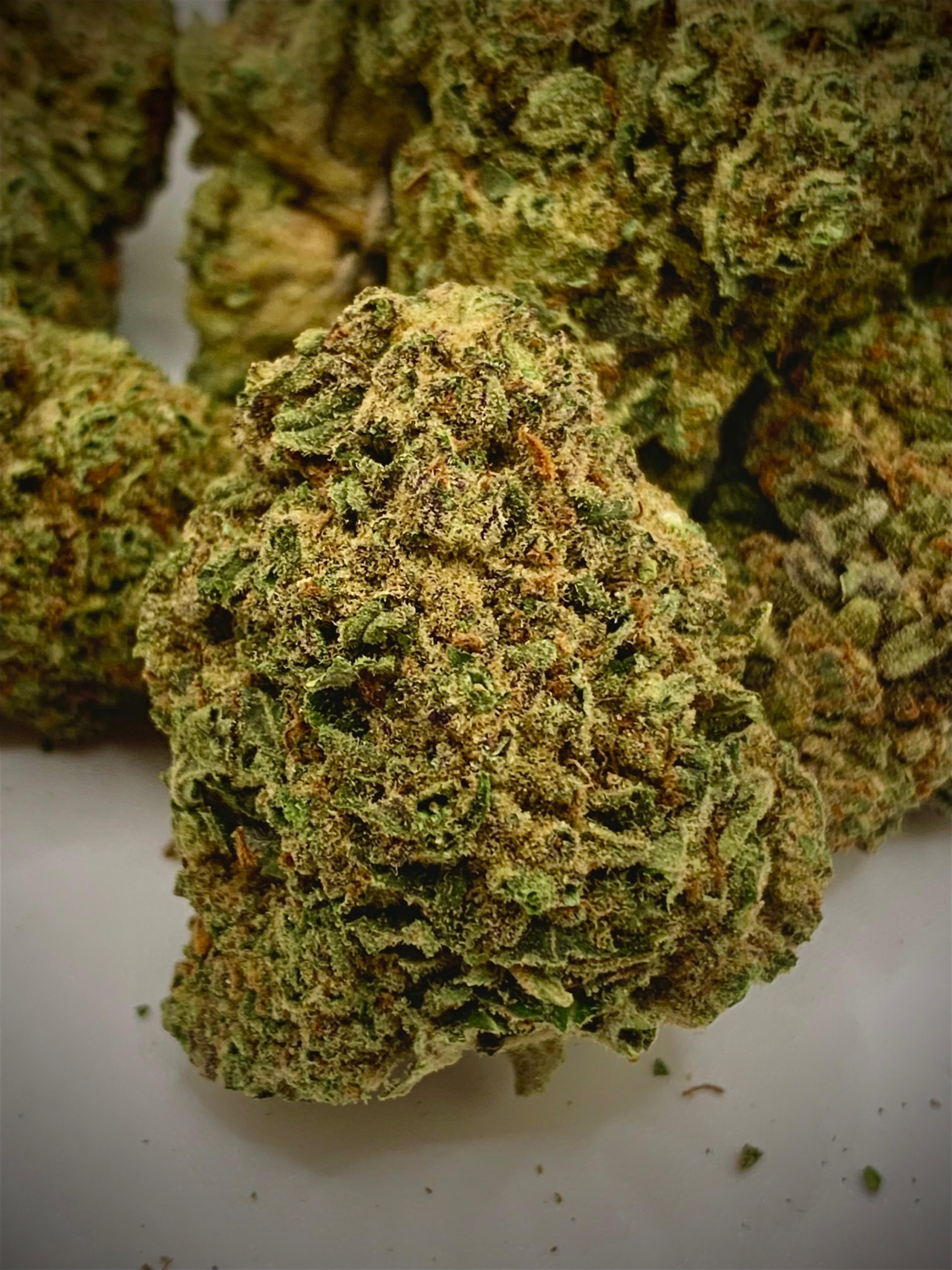 Crema Italiana   «Sativa»